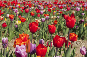 Colorful Dutch tulips