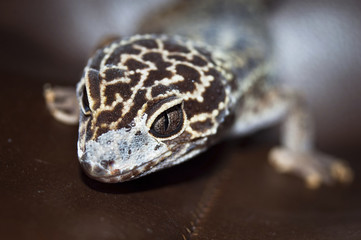 gecko close up