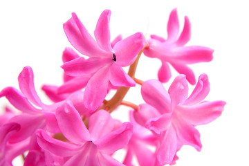 Pink hyacinth flower over white background