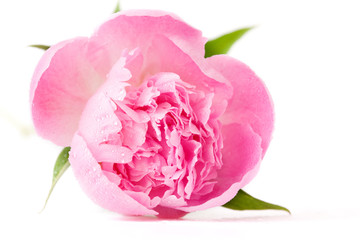 pink peony flower