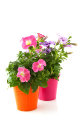 Petunia in colorful buckets