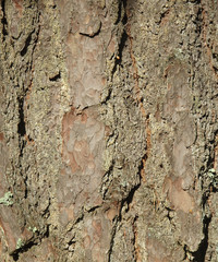 Bark of a pine
