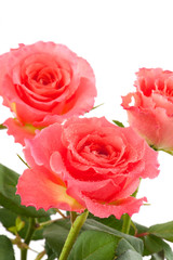Fresh pink roses