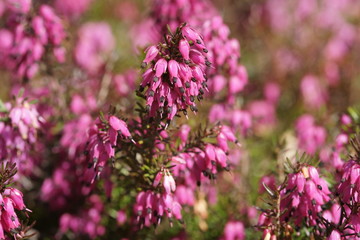 Eric four-dimensional pink