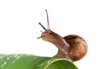 Snail