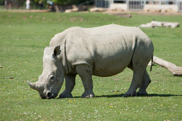 White Rhino