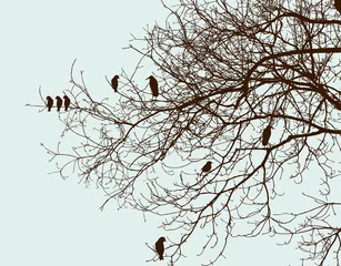 Afwasbaar Fotobehang Vogels in boom boom