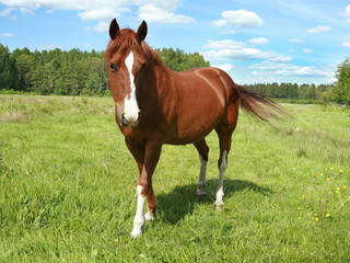 Horse portrait on a pasture