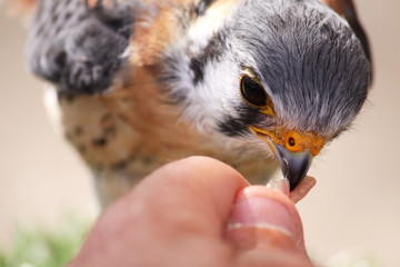 bird being fed raw meat