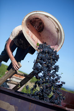 r&eacute;colte du raisin