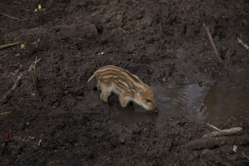 Ein Frischling im Matsch