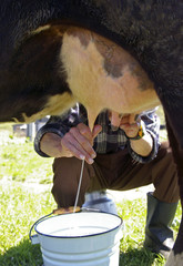 Milking of a cow