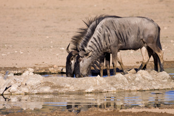 Fototapeta premium Wildebeest