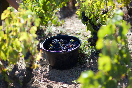 vendanges