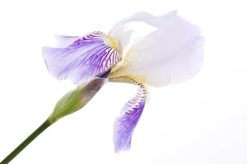 Papier Peint photo autocollant Iris Iris