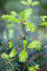 Young pine tree branch