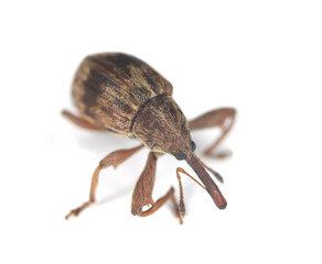 Weevil isolated on white background.