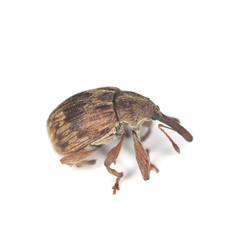 Weevil isolated on white background.