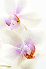 Macro of a beautiful orchid