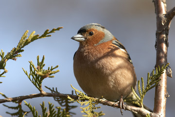 Chaffinch male sitting at spring branch
