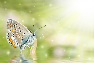 butterfly on flower  with reflection and fairy stars