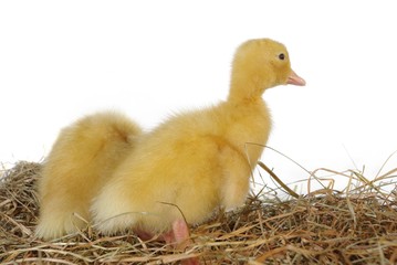 two nestlings in nest