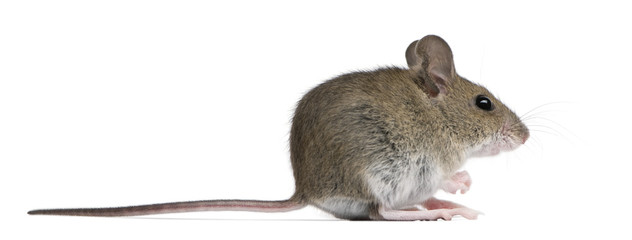 Side view of Wood mouse in front of white background