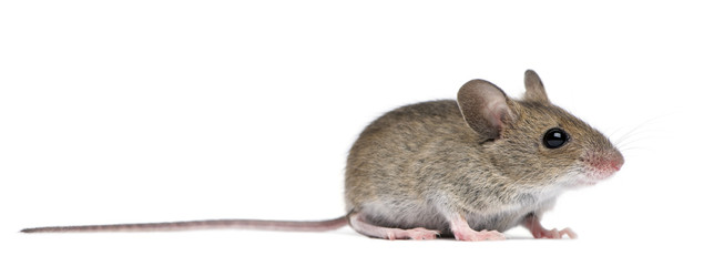 Side view of Wood mouse in front of white background