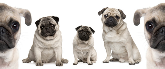 Group of Pug dogs in front of white background