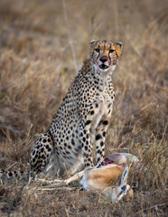 Cheetah sitting and eating prey, Serengeti National Park, Tanzan