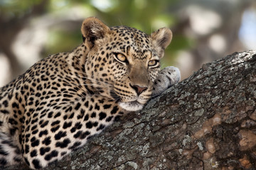Close-up of a leopard lying in branch of tree © Eric Isselée