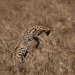 Serval jumping, Serengeti National Park, Serengeti, Tanzania