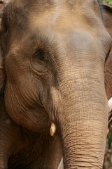 Fototapeta premium elephant close up