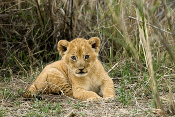 Front view of lion cub, Serengeti National Park, Serengeti