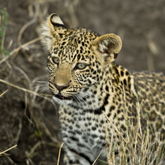 Close-up of a leopard, Serengeti National Park, Serengeti