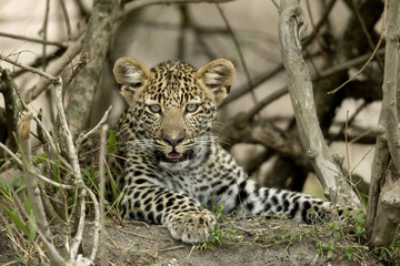 Close-up of a leopard, Serengeti National Park, Serengeti, Tanza