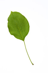 Fototapeta premium green leaf isolated on a white background