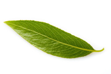 green leaf isolated on a white background