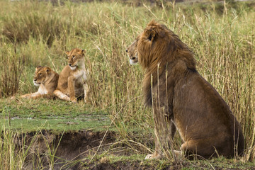 Adult lion sitting and two lionesses in the background, side vie