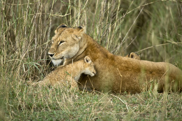 Lioness and her cub, Serengeti National Park, Serengeti