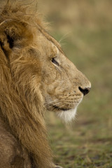Close-up profile of adult lion, Serengeti National Park