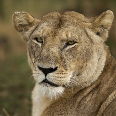 Close-up of lioness,  Serengeti National Park, Serengeti