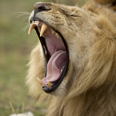 Close-up of Lion yawning, Serengeti National Park, Serengeti