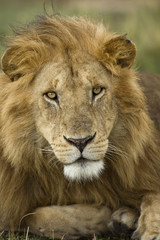 Fototapeta na wymiar Close-up portret Lwa, Park Narodowy Serengeti, Serengeti