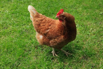 Freilandhaltung, Haushuhn, Gallus gallus domesticus, Huhn