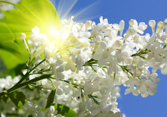 Branch of lilac flowers in sunny day