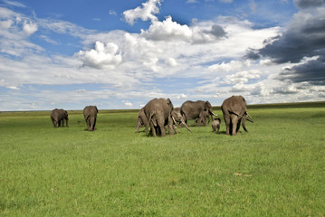 Obraz premium elefanti nel parco Masai Mara