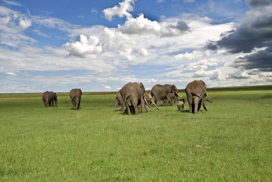 elefanti nel parco Masai Mara