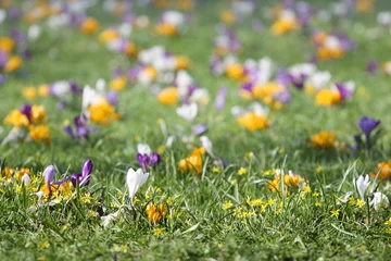 Fototapete Krokusse Spring crocus flowers on grass, background