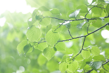 Fototapeta na wymiar Fresh leaves